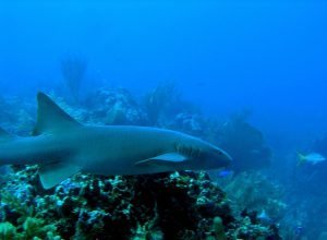 Belize Shark Tank Investment Event
